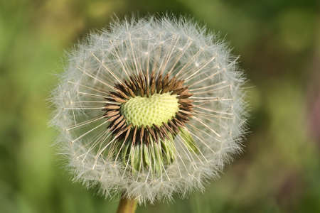 Beautiful macro view of spring soft and fluffy dandelion (Taraxacum officinale) flower clock seeds and puff ball head, Sandymount Beach, Dublin, Ireland. Soft and selective focusの写真素材