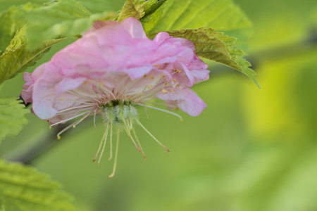 Beautiful macro view of delicate spring pink flowering almond tree (Prunus triloba 'Multiplex') blossoms on tree branch against blurred green background on university campus, Dublin, Irelandの写真素材