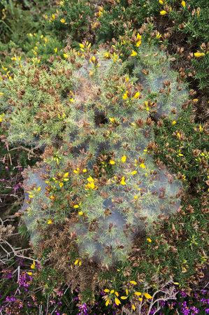 Nature decorated to Halloween. Beautiful view of yellow and purple flowering green spiky gorse...