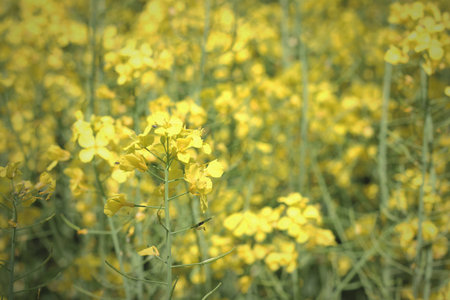Growing canola field. Beautiful yellow flower on sunny day