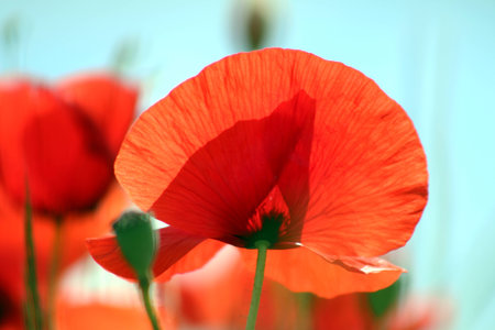 Large poppie close-up. Beautiful big red floversの写真素材