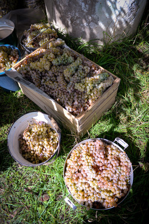 Collected grapes in a bucket , plastic or metal and rusty ones with view of vineyard
