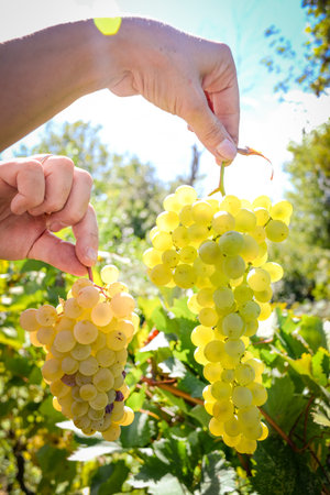 White grapes holding with a palm, in hands in sunny vineyard