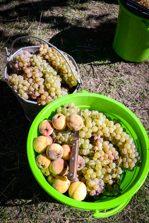 Collected grapes in a bucket , plastic or metal and rusty ones with view of vineyardの写真素材