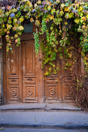 Cascades of autumn colored Ivy leaves falling down the old wooden door of the old half ruined house in Tbilisi, narrow street.の写真素材