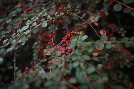 Bush with red tiny berries Cotoneaster horizontalis in Tbilis istreets in autumnの写真素材