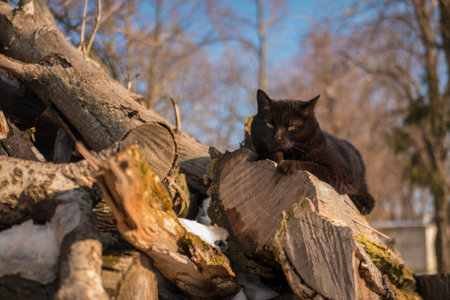 a cat on wood in the rays of the spring sunの写真素材