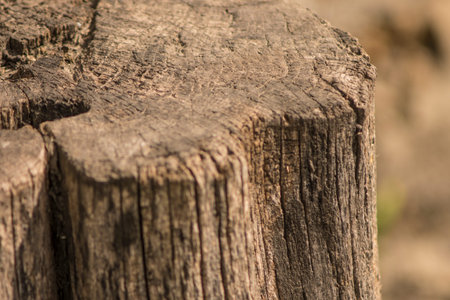 old wooden stump in cracks close-up