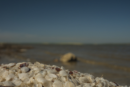 white seashells on the beach against the blue skyの写真素材