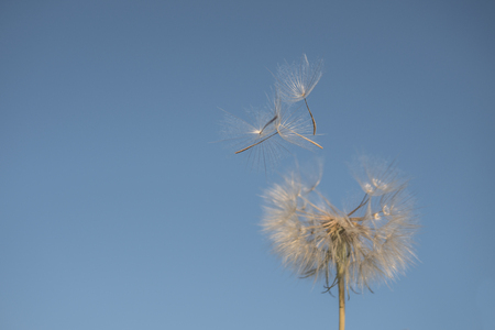 big white dandelion against the blue skyの写真素材