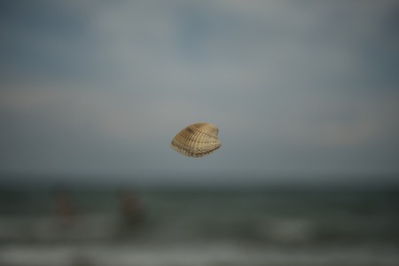 the sea shell hovered in the air against the seaの写真素材