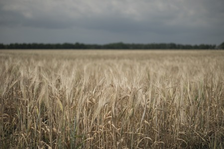 Majestic views. Wheat Field with the Sun. Golden Wheat Ears close-up. A fresh Crop of Rye. The idea of a Rich Harvest Concept. backgroundの写真素材