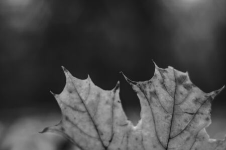 autumn leaf with blurry bokeh backgroundの写真素材