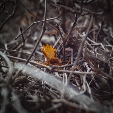 last autumn leaf tangled in lianaの写真素材