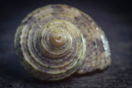 spiral shell of a sea mollusk. golden ratio
