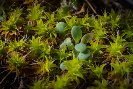 green moss grows on stones macro