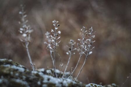 dried plant on stone macroの写真素材
