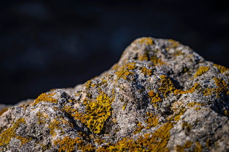 green lichen on the stones