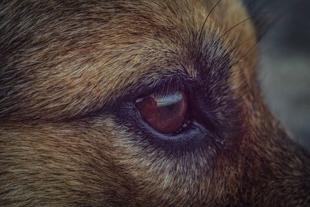 dog face close up. homeless dogの写真素材