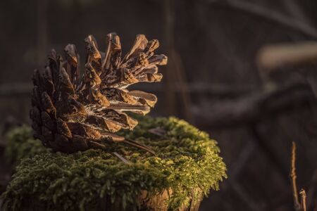 pine cone for the new year in the forestの写真素材