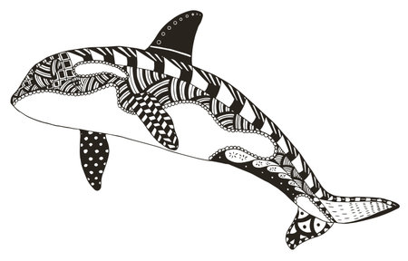 Killer whale zentangle stylized, vector, illustration, freehand pencil, hand drawn, pattern, orca. Pattern. Zen art. Print for coloring books and t-shirts.のイラスト素材