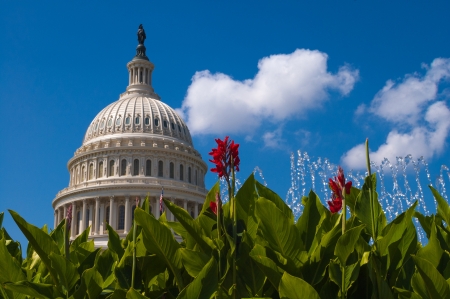 US Capitol Building washington DC with flowersの写真素材