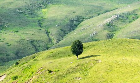 lonely tree in mountain at the sunny dayの写真素材