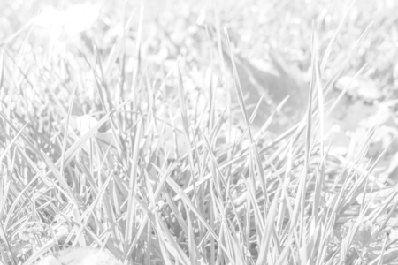 white texture green grass leaf fallen sun backgroundの写真素材