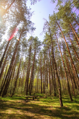 Spring sun in magic bright forest beautiful sunny blue sky