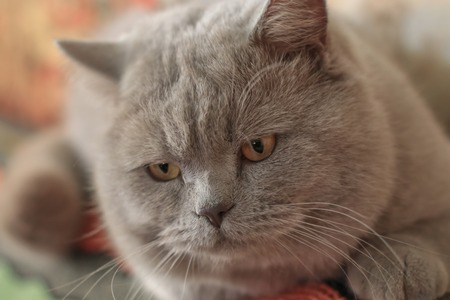 Beautiful British Shorthair cat male closeup portrait with bokehの写真素材