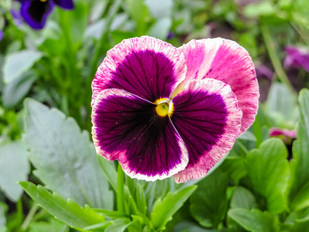Viola tricolor red blue yellow Pansies on green flowerbed macro closeupの写真素材