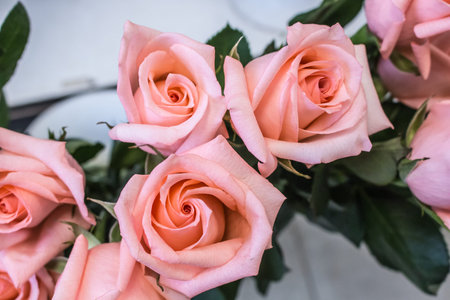 Bunch of unusual fresh big pink tea rose closeup magicの写真素材