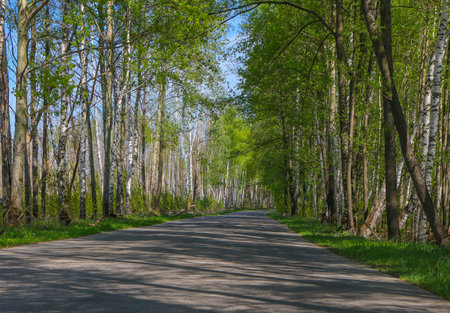 Road with birch trees in young green leaves in spring sunny day