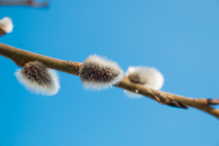 Fluffy buds on branches of spring willow tree against blue sky background macro.の写真素材