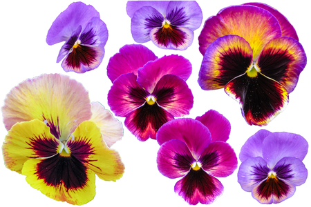 Pansies isolated on whiteの写真素材