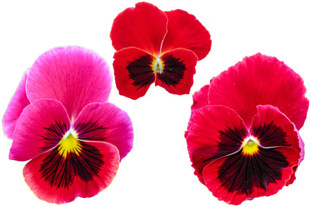 Pansy isolated on white background. Viola tricolor red blue yellow macro closeup.の写真素材