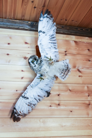 Stuffed owl on a wooden plank backgroundの写真素材
