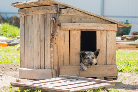 Guard dog sits in a kennel chain and is sadの写真素材