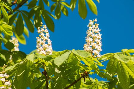 Blossoming Chestnut Tree against clear blue sky.の写真素材