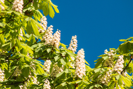 Blossoming Chestnut Tree against clear blue skyの写真素材