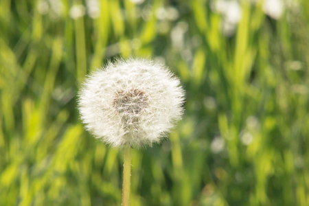 White dandelion macro on blurred green backgroundの写真素材