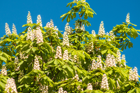 Blooming chestnut against the blue sky on a sunny dayの写真素材