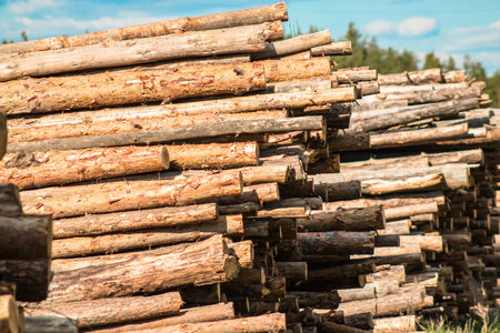 Pine logs in stacks, blue sky, sunny spring day