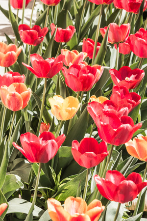 Red and yellow tulips on a flower bed with a sunny day.の写真素材