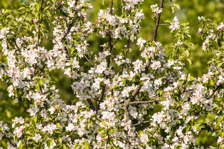 Spring blossom: branch of a blossoming apple tree on garden background.の写真素材