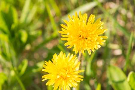 Yellow dandelion macro on blurred green backgroundの写真素材