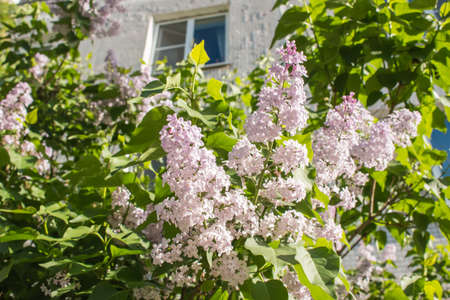 White lilac against the background of a multi-storey buildingの写真素材