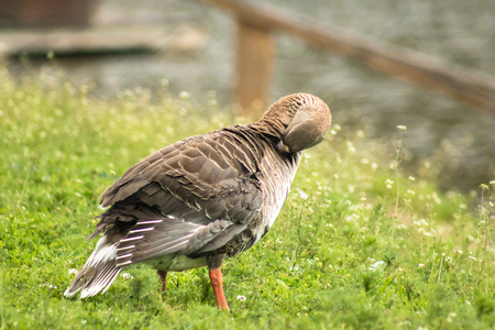 Duck cleans feathers on the green grassの写真素材