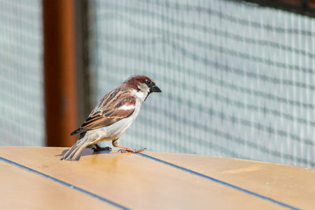 Russian Sparrow on the street table.