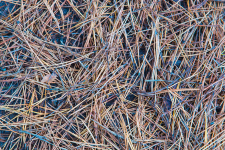 Fallen pine needles in autumn forest background close.の写真素材
